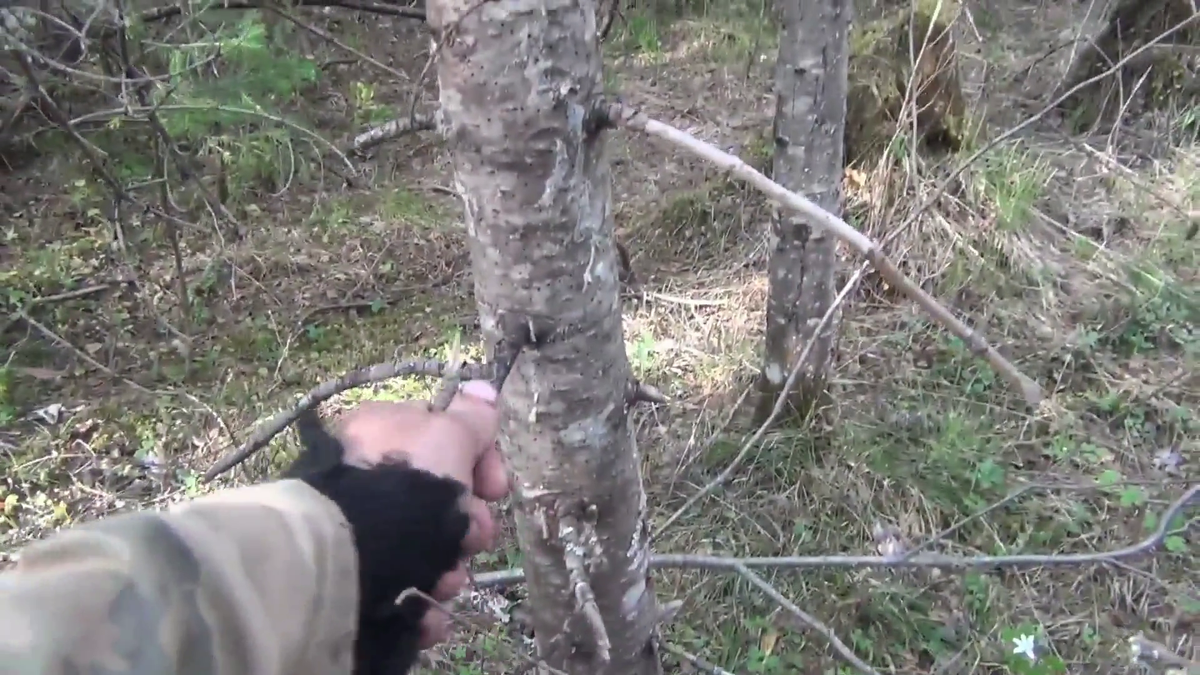 Чтоб вскипятить чай ломаем тонкие ветки от ели - (смотрите на видео внизу статьи)