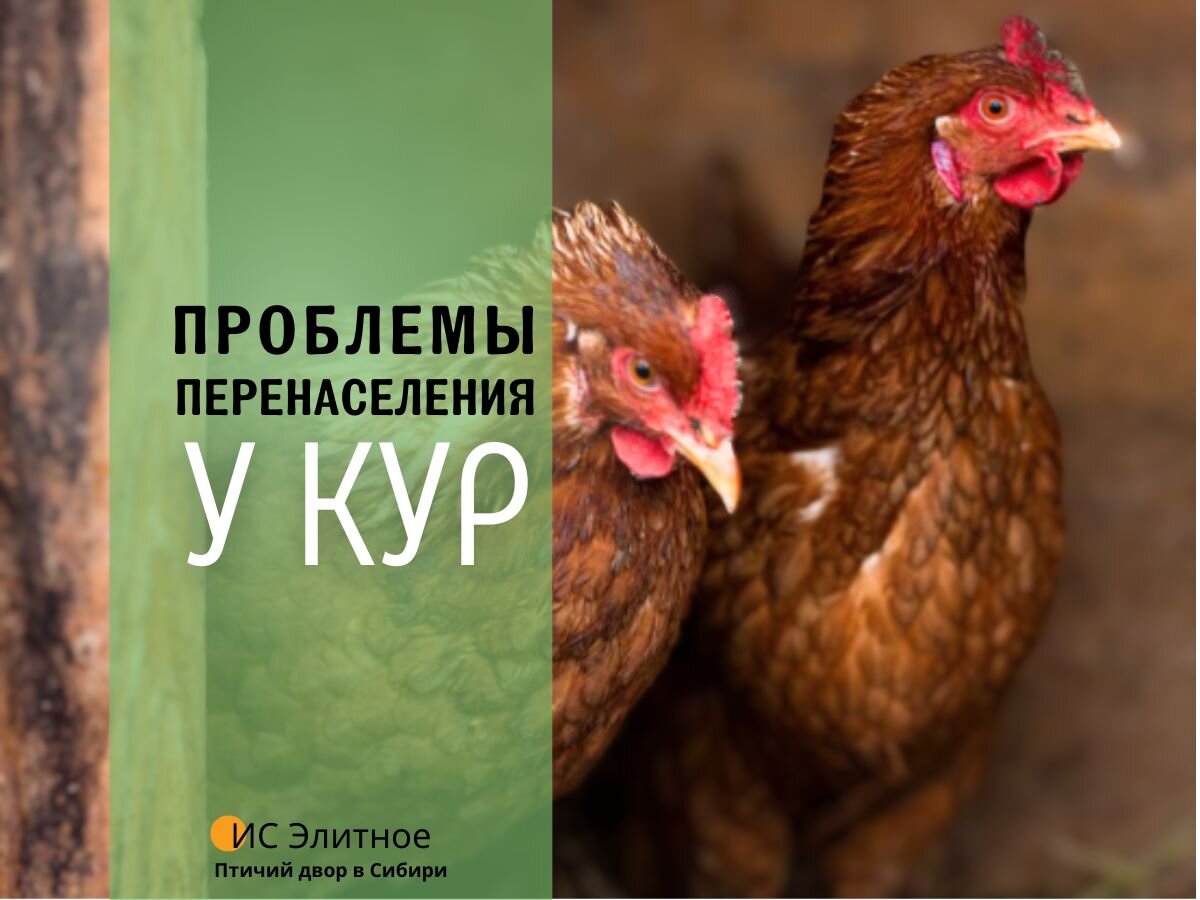 Опасности, с которыми могут столкнуться птицеводы при перенаселении курятника 