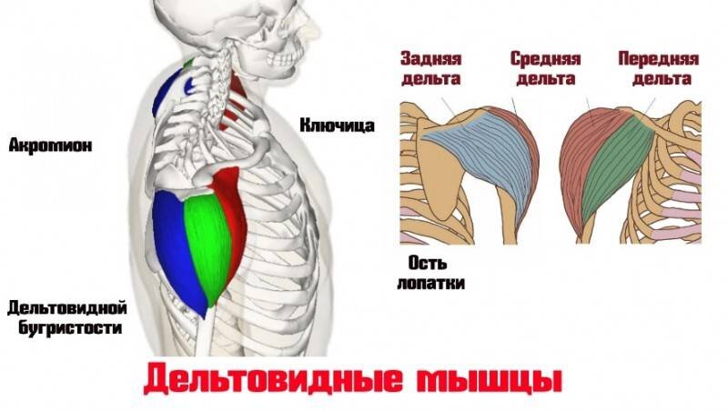 Атрофия дельтовидной мышцы плеча