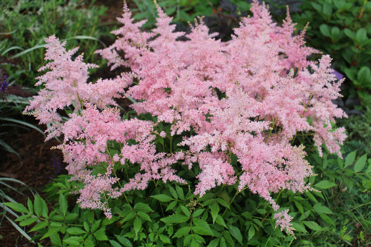 Кустарник астильба. Астильба Давида Astilbe davidii. Астильба метельчатая. Астильба Арендса Шоустар. Астильба Арендса АСТАРИ.