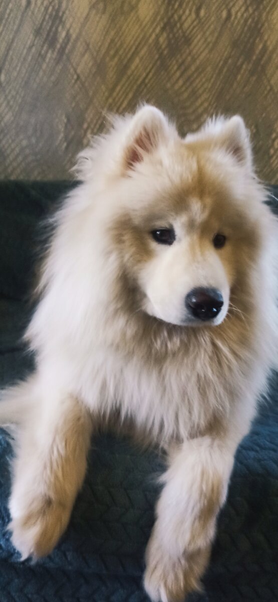 Единственное, что не любит делать Пломбир, это вычёсывать колтуны за ушами. Он  вертелся и скулил, в итоге обиделся, смирился и лег.