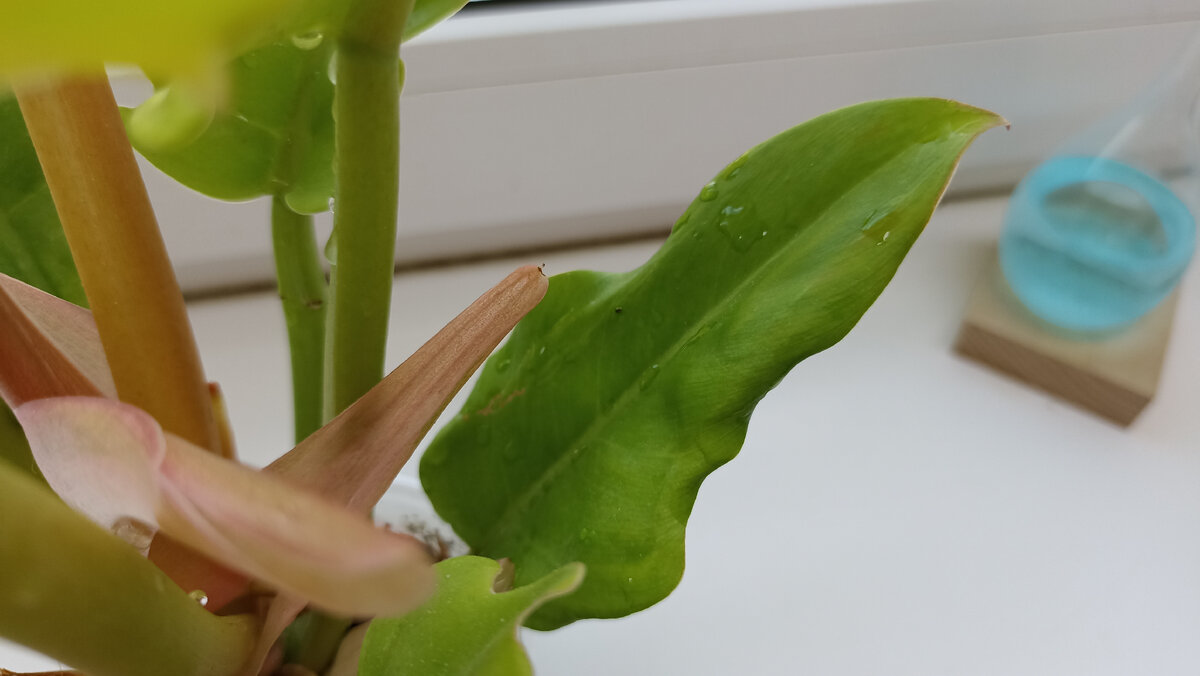 Philodendron 'Golden Crocodile' ЕСТЬ СВОБОДНЫЕ! https://vk.com/photo-106819717_4
