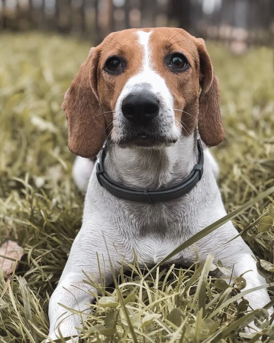 10 популярных охотничьих пород🐕🐾 | Бонечка самый добрый песик на  земле🤍🐶 | Дзен