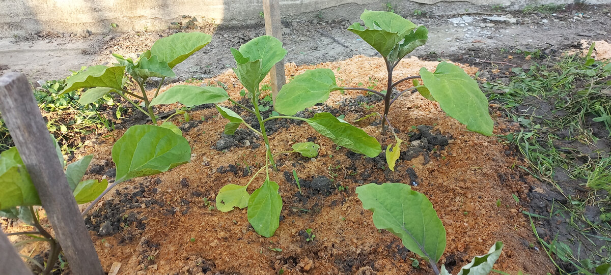 баклажаны прекрасно пережили под укрытием все невзгоды. Но черенки пока не убираю, вдруг предется накрыть