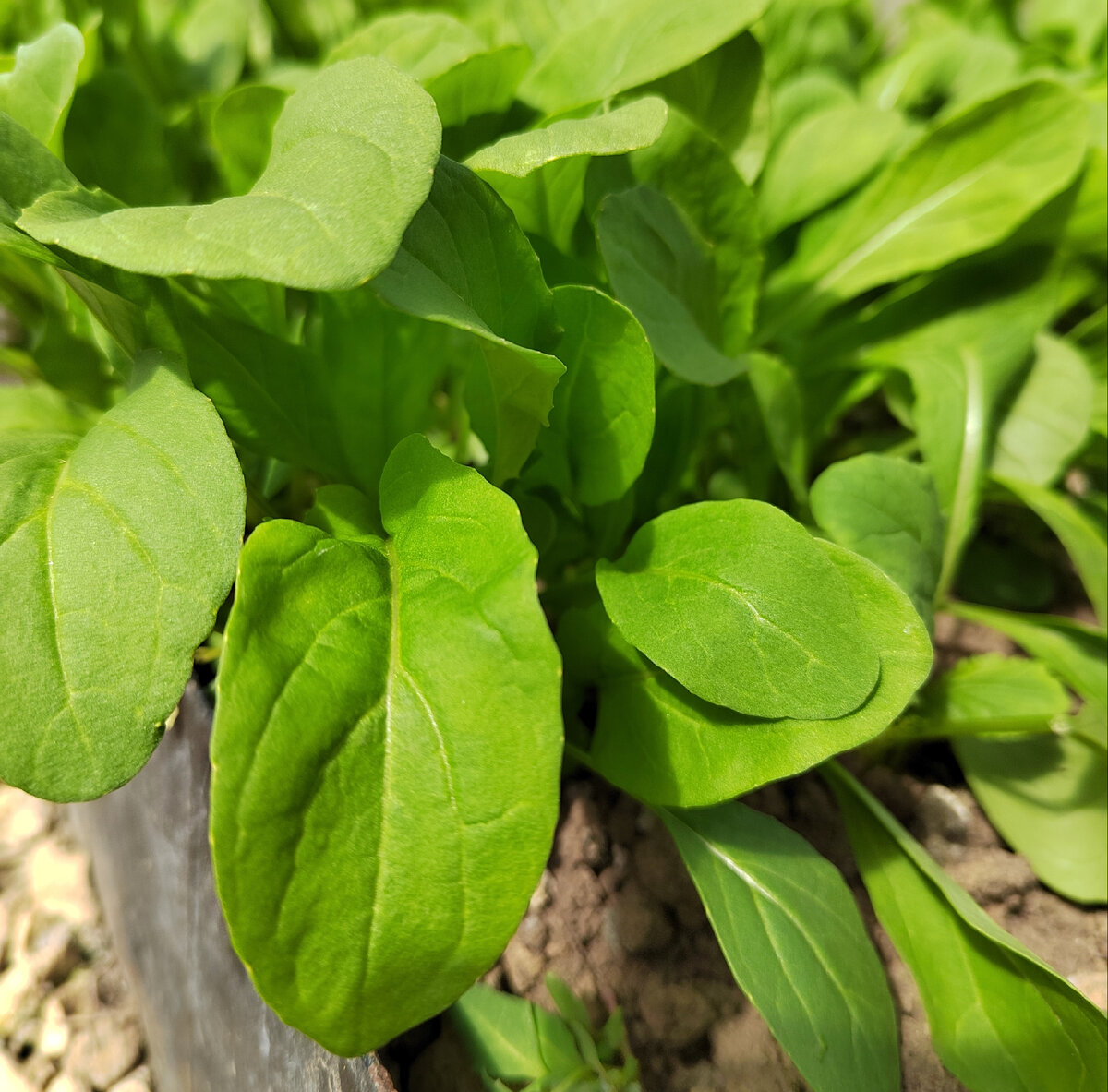 Молодые листочки руколы