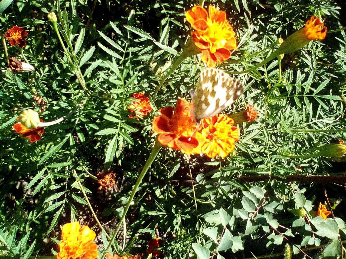 Эти рыжие цветы - отличный отпугиватель насекомых от огорода и сада