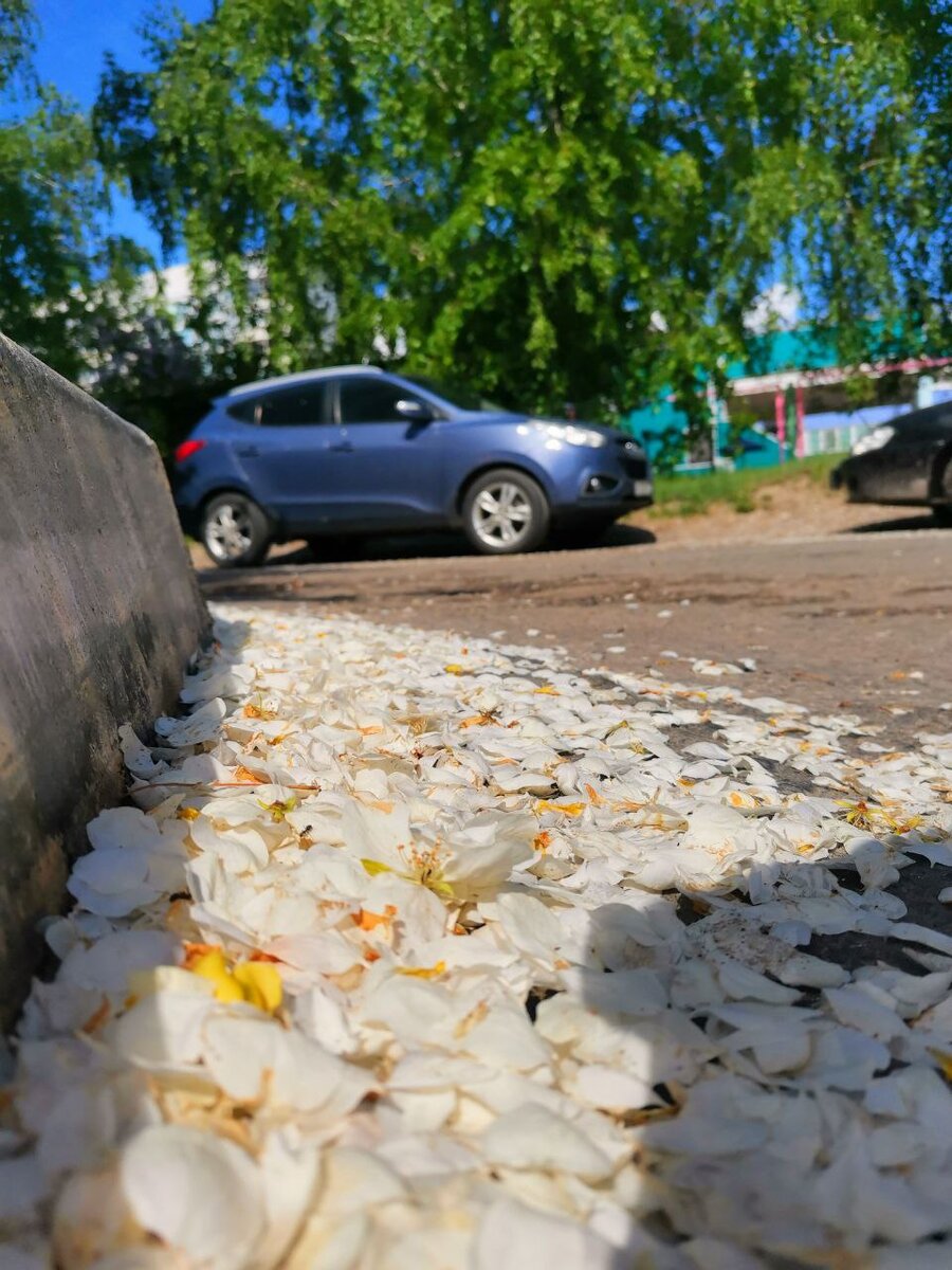 Ранетка отцвела около маминого подъезда