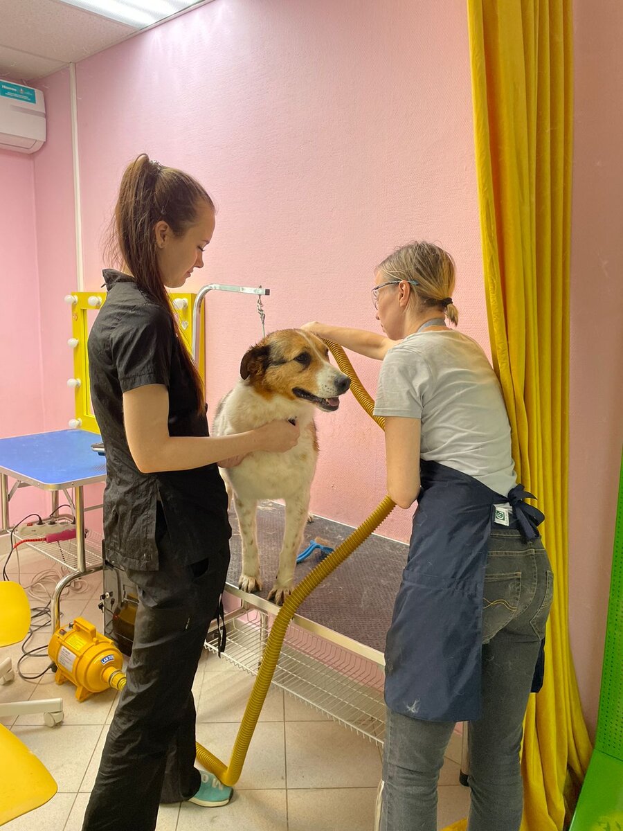 Лили готовится к выставке