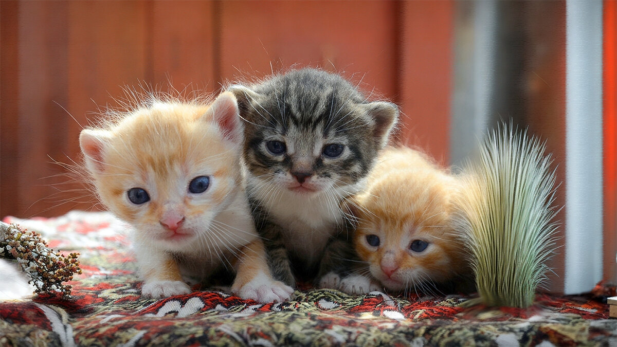 Котята без мамы