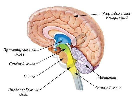 Ствол головного мозга включает: продолговатый мозг, мост, мозжечок, средний мозг