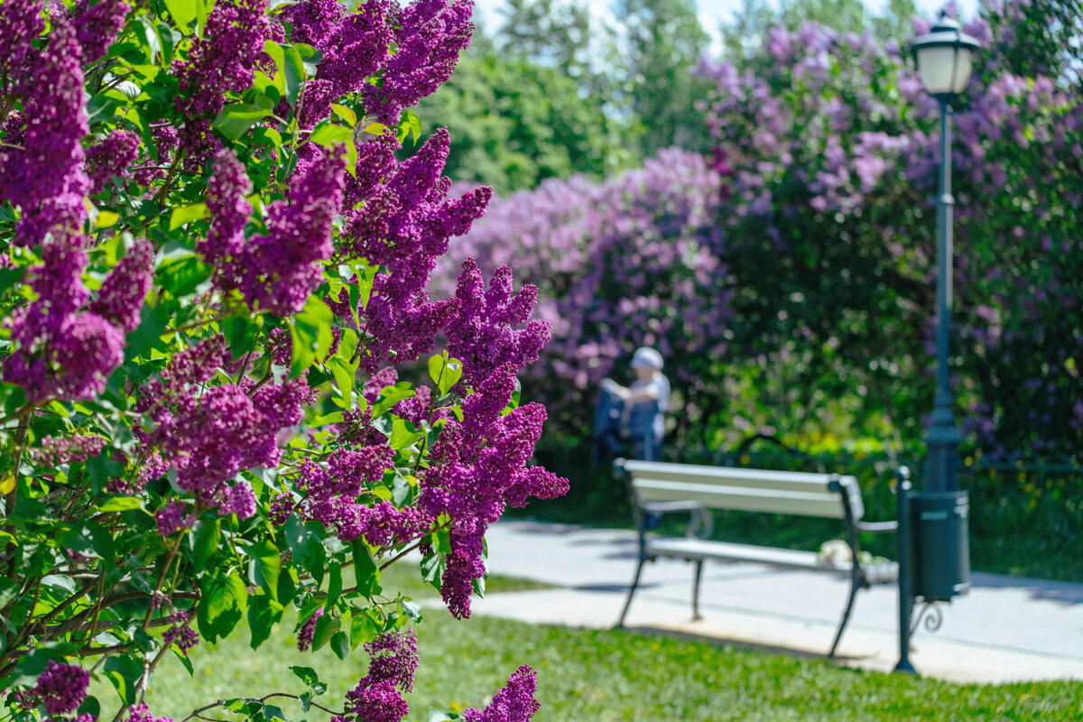 Сирень Lilac Sunday