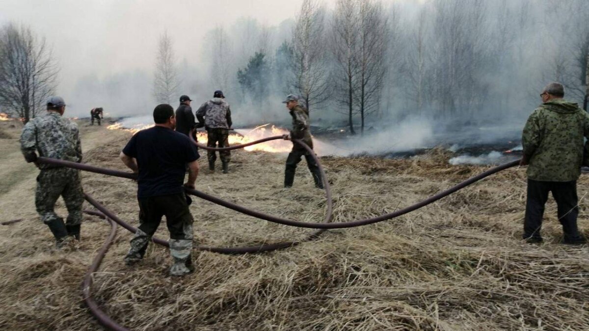 Волонтерам запрещено патрулировать леса в Тюменской области | TMN.SM.NEWS |  Дзен