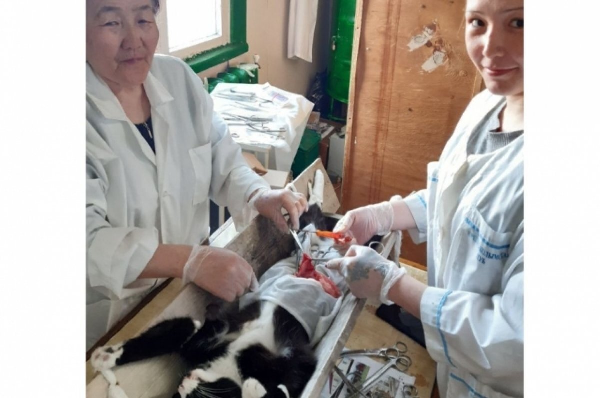    Зоозащитников в Якутии взволновала история кота, проглотившего отвертку