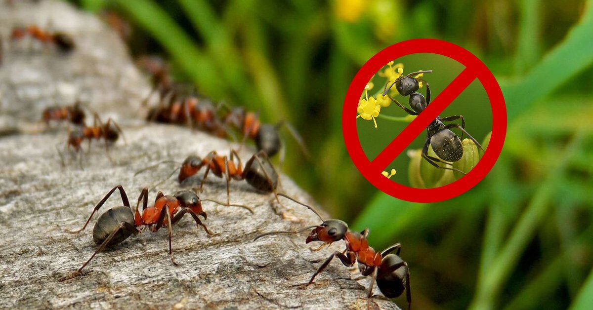 Источник: https://www.ogorod.ru/ru/now/pests/10759/Kak-izbavitsa-ot-muravev-na-uchastke-navsegda.htm
