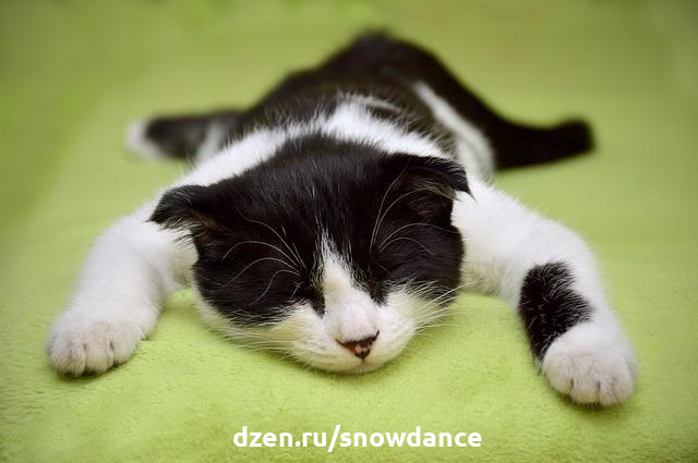 Почему кошка - идеальное домашнее животное для людей, испытывающих стресс?