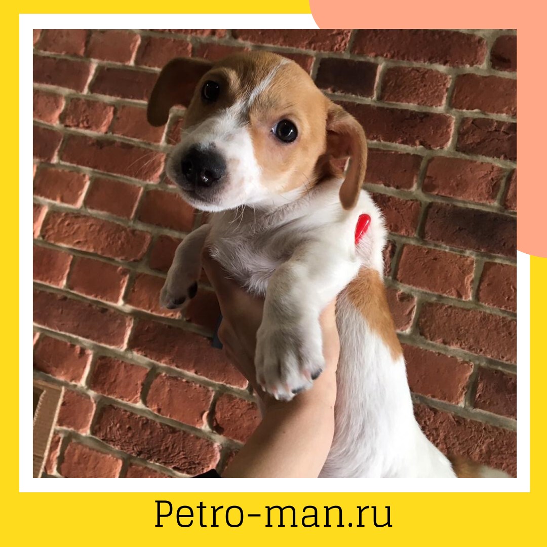 Кирпич Ижора