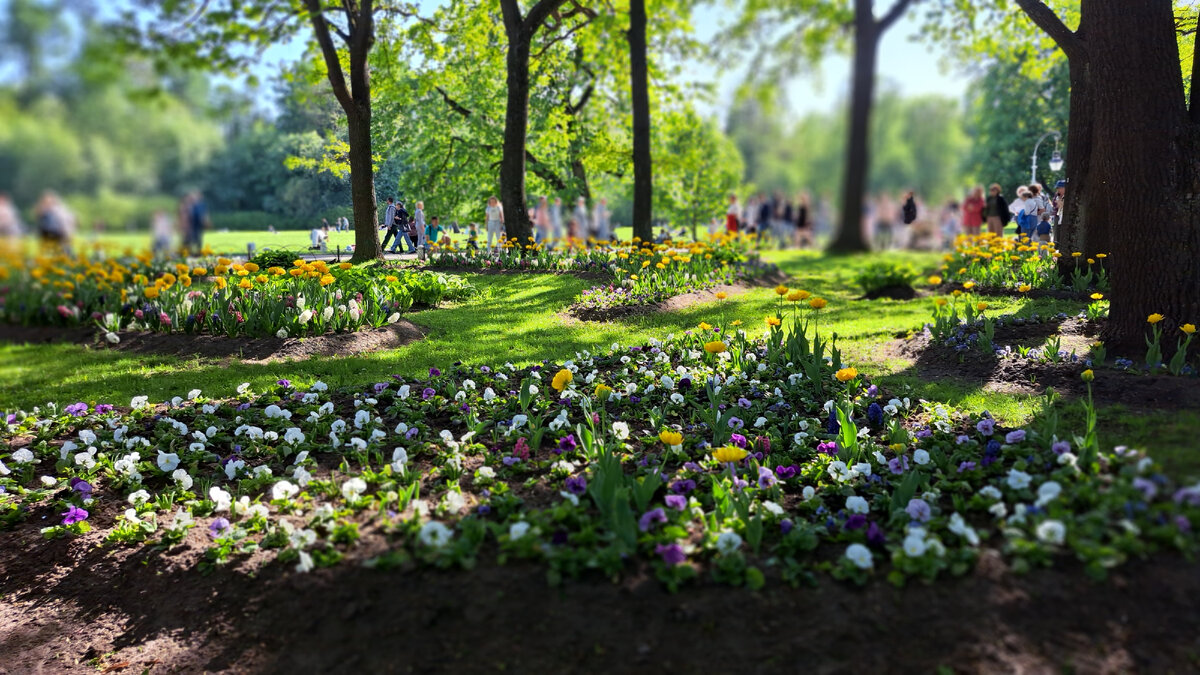 Сегодня сезон цветения тюльпанов на Елагином острове – это одно из самых ожидаемых весенних событий в Санкт-Петербурге. Традиционно он проходит  в 20-х числах мая.