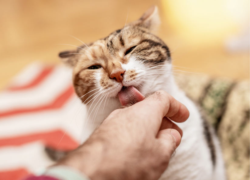 Кошка лижет руку хозяину