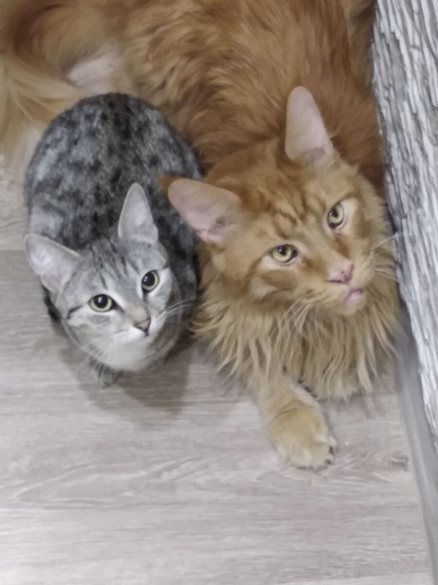 Средний мейн-кун и средний кот -фото из открытого источника