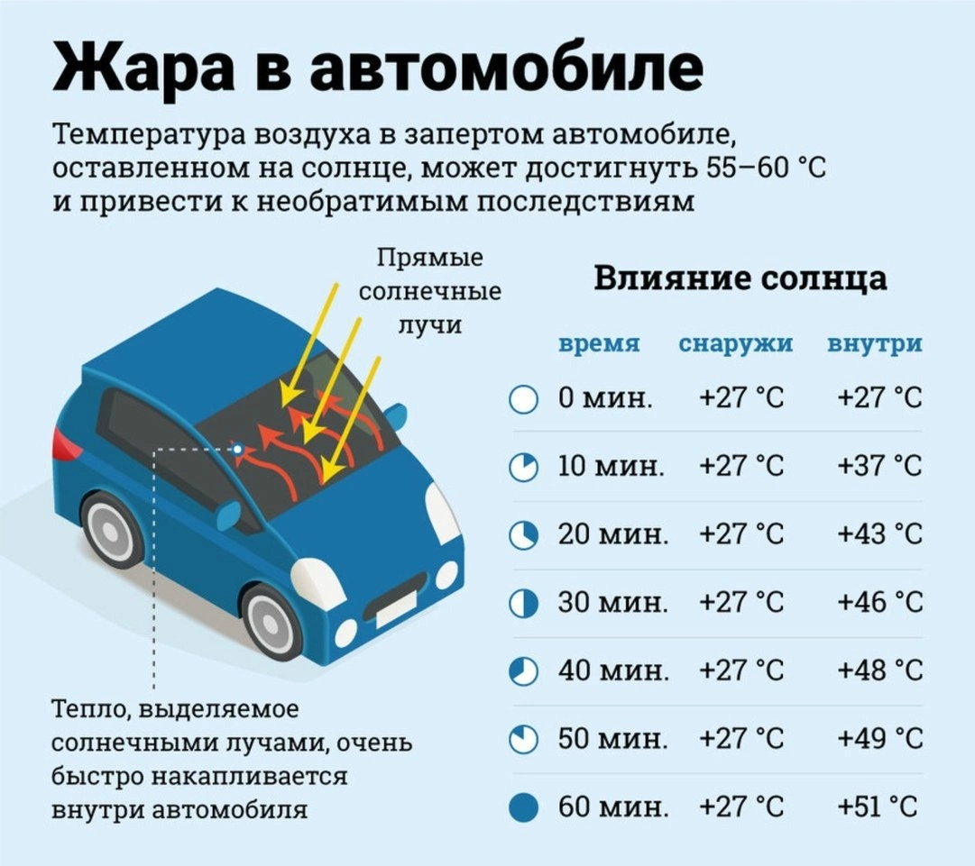 Почему нельзя оставлять собаку одну в машине даже на 5 минут летом? Как не  допустить, предотвратить и помочь. Рассказывает ветврач | ВетБлог | Дзен