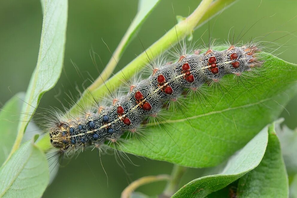 Садовая химия от Студии ART Story и садового центра Green Space 