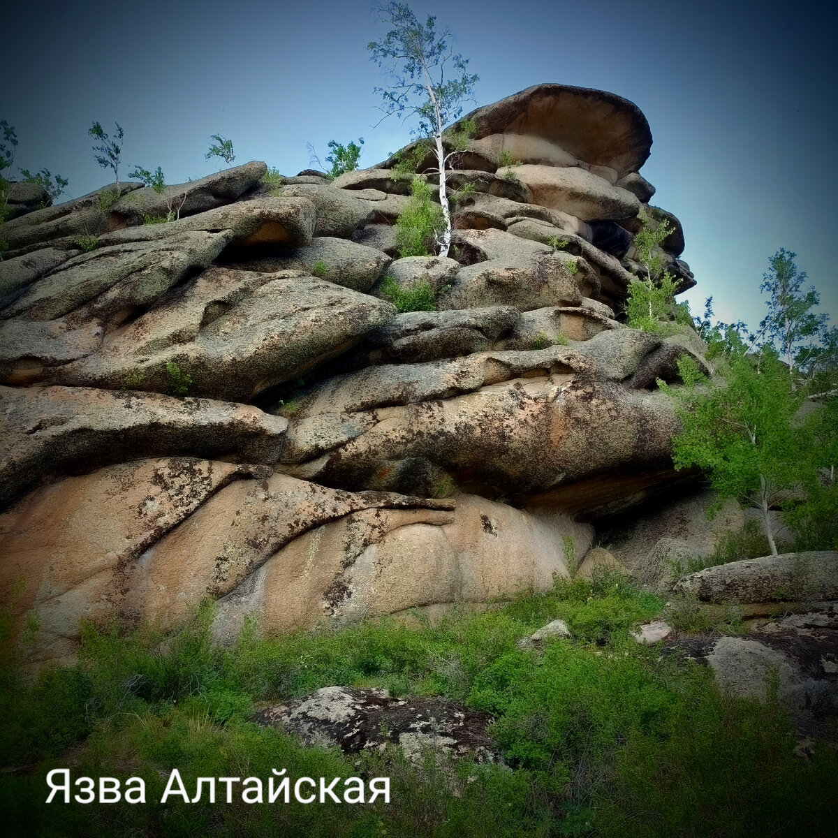 И рядом не стоял | Язва Алтайская. | Дзен