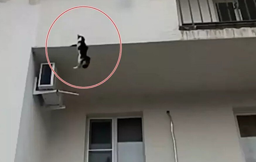 Выброшенные котята на улице. Почему кота выкинули из поезда. Кошку выбросили из окна. Выкинул кота с балкона. Маленький котёнок с помойки.