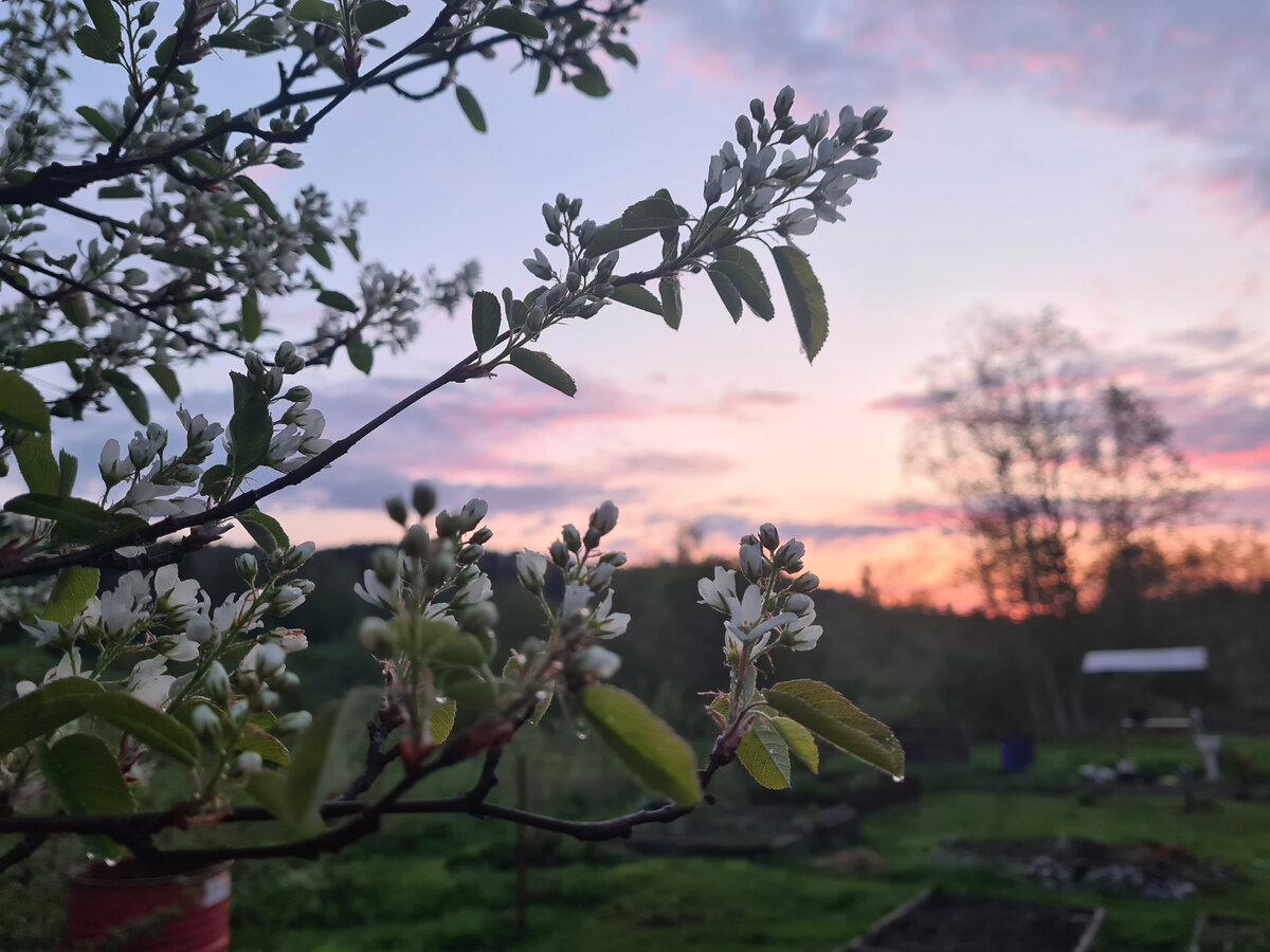 Ирга цветёт