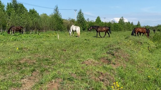 Коноблог: Алиса и Медея | Далеко-далеко на лугу пасутся ко... ни😁🐴 | Дзен