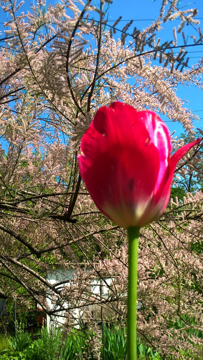 Розовый поздний тюльпан, 15.05.2023