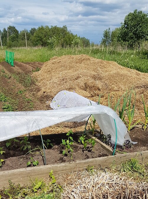 Перчики открыла. Приживаются