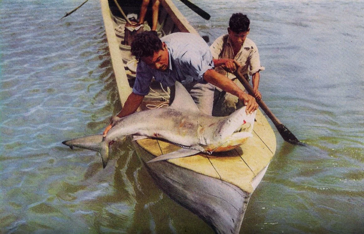 Avistamiento de tiburones en las Isla de Ometepe - Nicaragua - YouTube