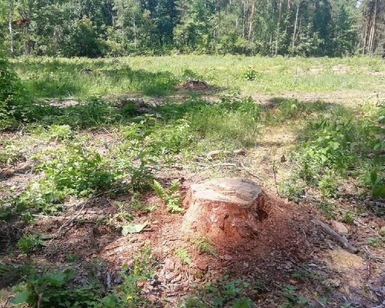 Мужчина спилил больше деревьев, чем требовалось