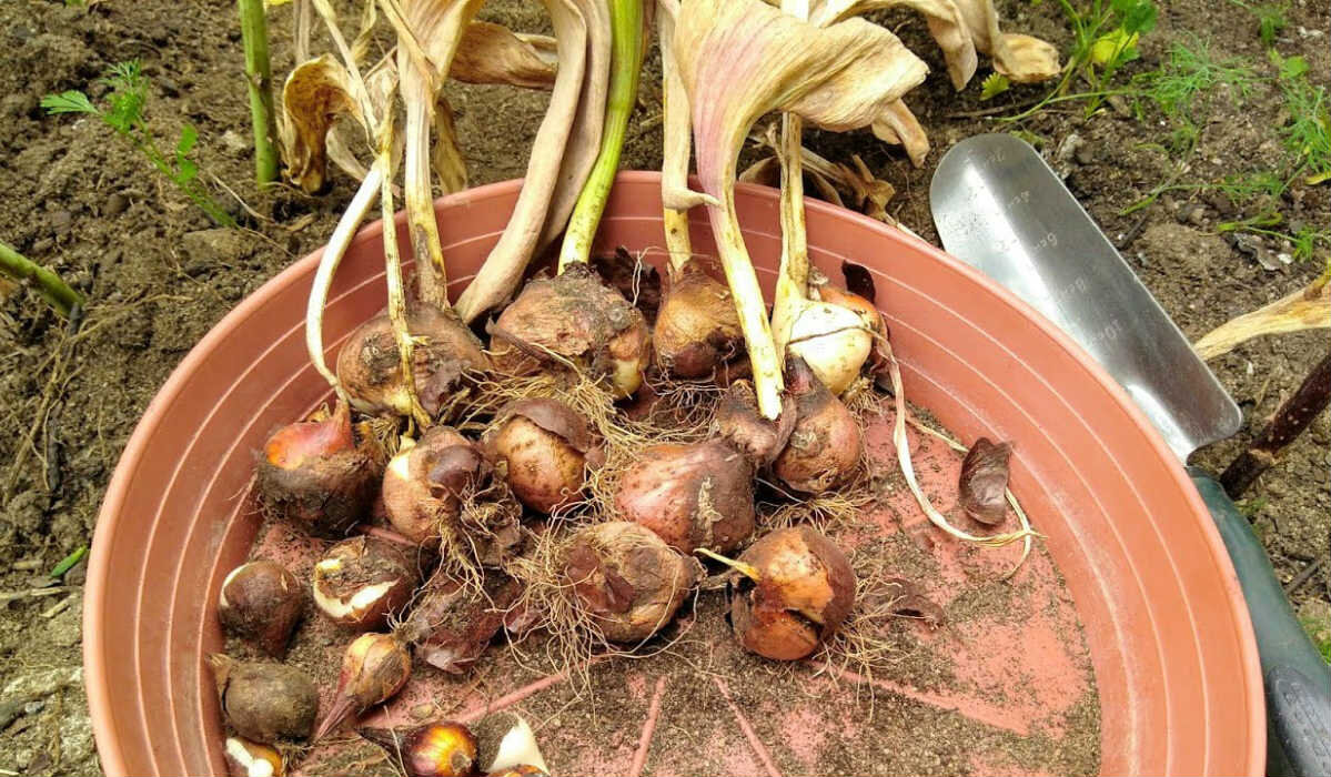 Источник:  sovkusom.ru