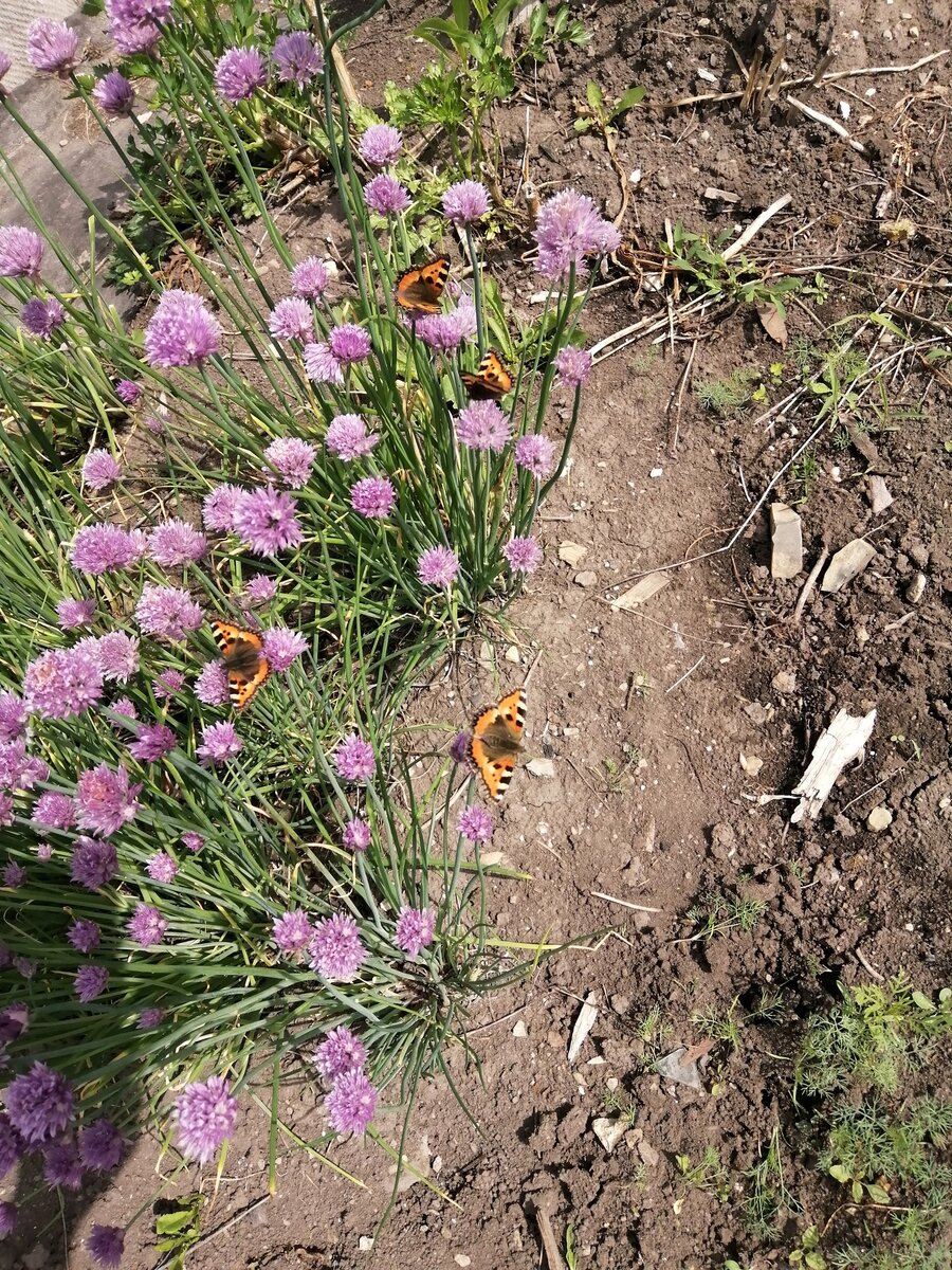 Мой ранний многолетний Шнитт-лук очень любят бабочки. Фото автора
