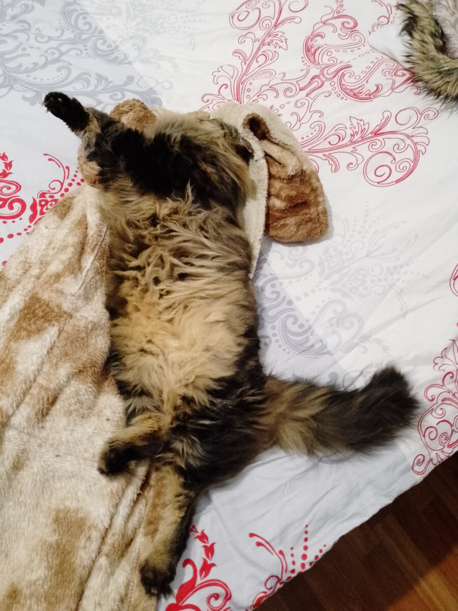 Котофей Кузя отдыхает