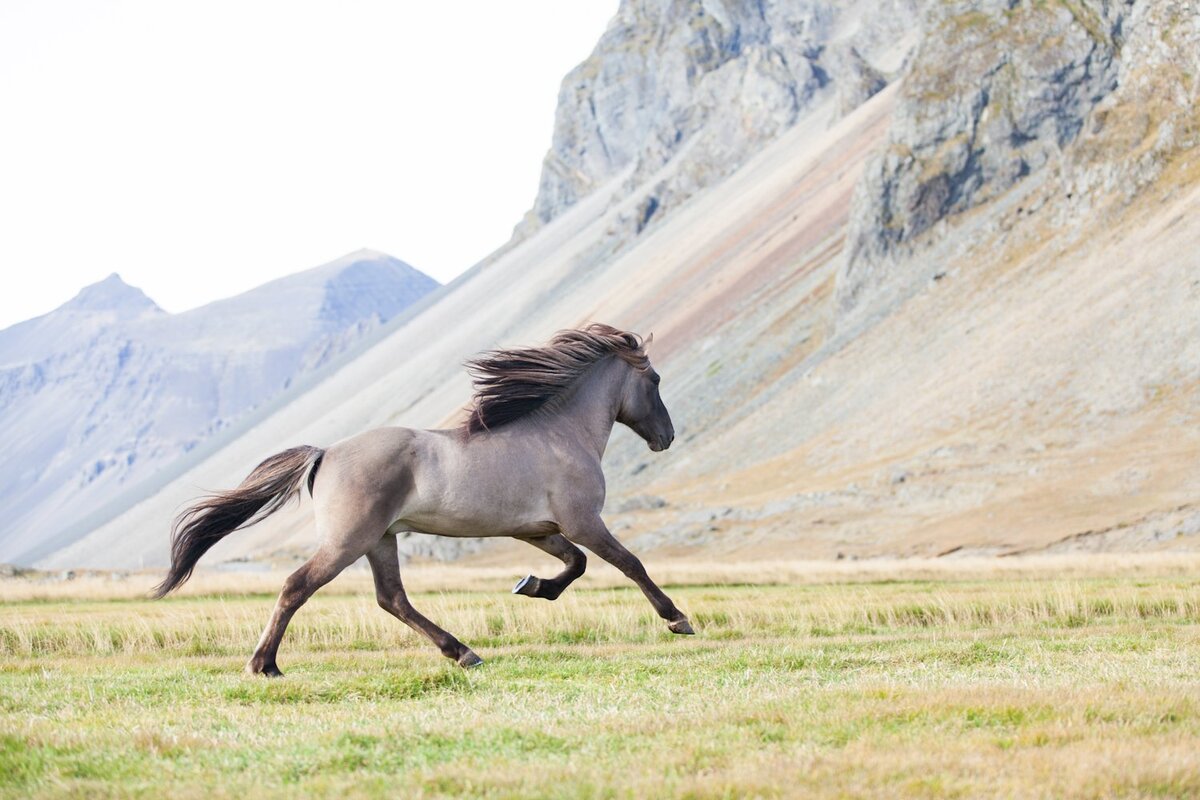 Карабахская лошадь – один из национальных символов Азербайджана