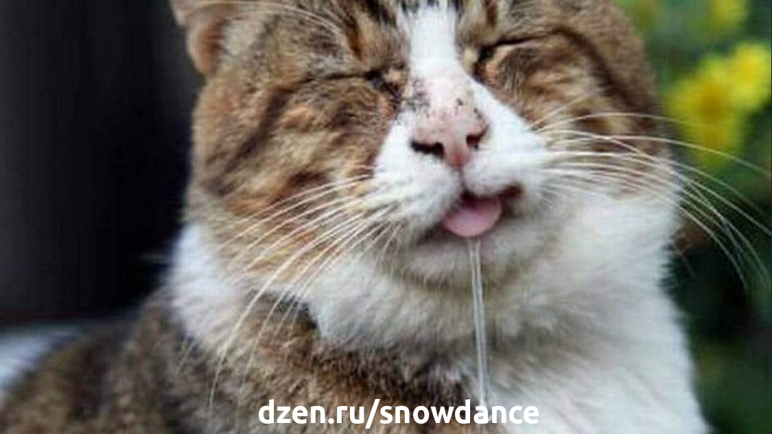 Слюни и сопли у кота - 27 февраля - Форум Зоовет