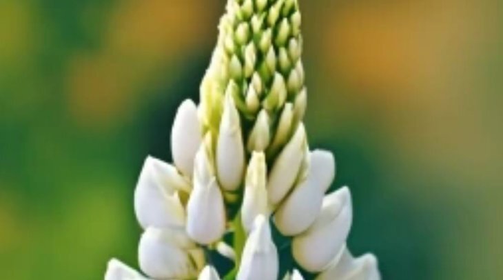    Хлеб с люпиновой мукой изобрели ученые РГАУ-МСХА имени К.А. Тимирязева