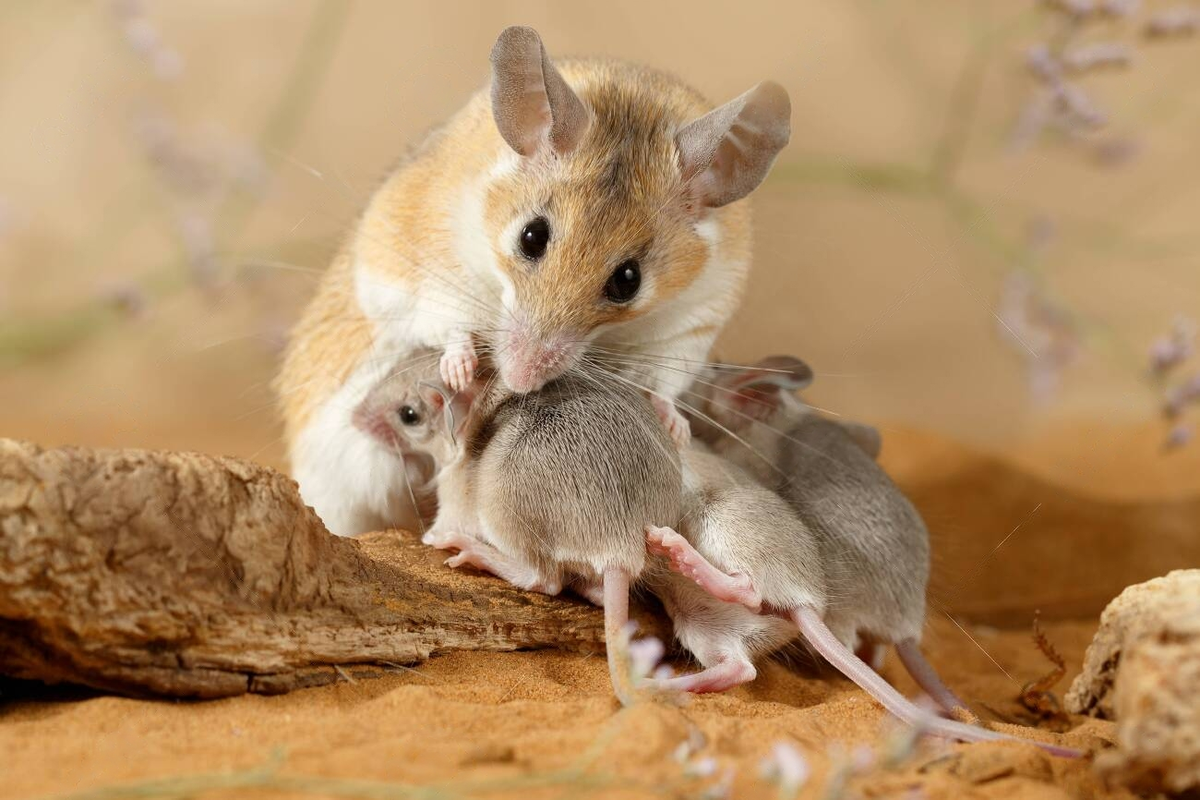 Детёныши иглистой мыши рождаются вполне самостоятельными, они могут видеть, слышать и даже контролировать собственную температуру тела. На 3-й день малышня сама исследует логово, а к 3-4 месяцам мышата становятся полностью половозрелыми.