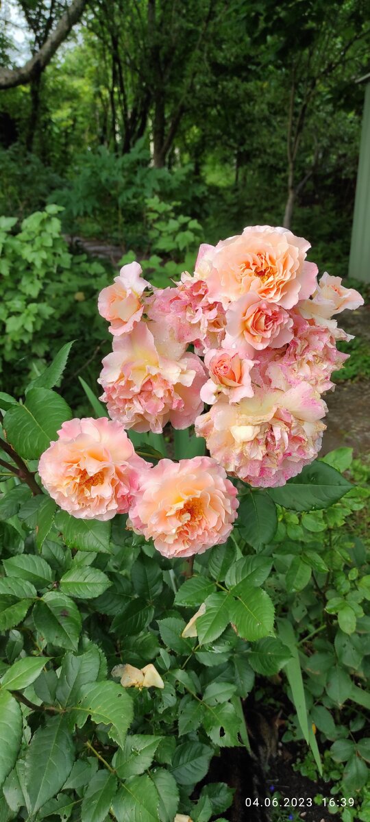 Великолепная Августа Луиза