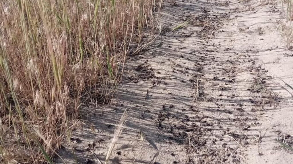     В Волгоградской области ведется ликвидация выявленных очагов саранчи. Обработка сельхозземель от вредителей ведется в четырех районах, в том числе и в Иловлинском. Ситуация с саранчовыми контролируемая, сообщили в региональном комитете сельского хозяйства.