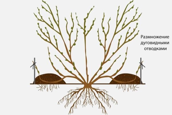 Как размножить смородину от куста. Дуговидные отводки. Схема размножения дуговидными отводками. Способы размножения кустарников. Размножение смородины делением куста.