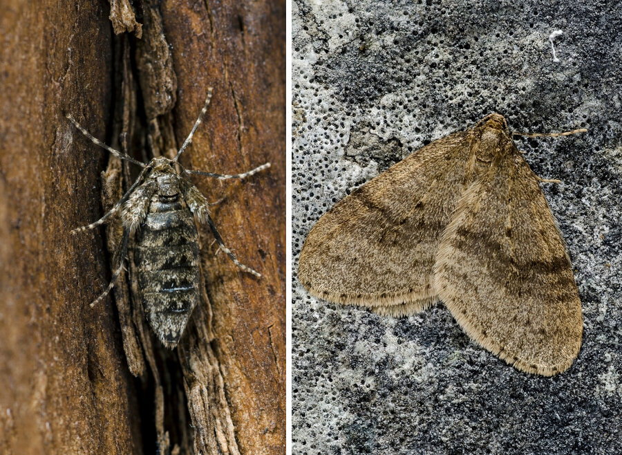    Зимняя пяденица. Слева: самка. Справа: самец