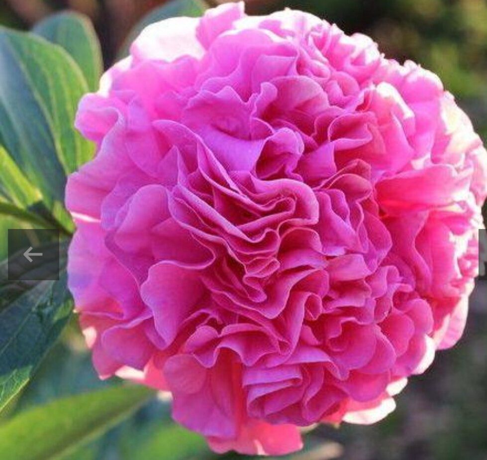 Carnation bouquet пион. Фото из открытых источников.