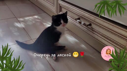 🔥 Спинальник Тедди Рузвельт 🐱бежит за лаской рядом с остальными 🌺