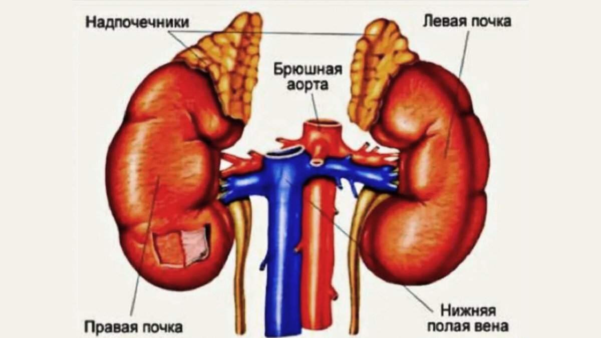 Небольшие "шапочки" на почках, а насколько важные