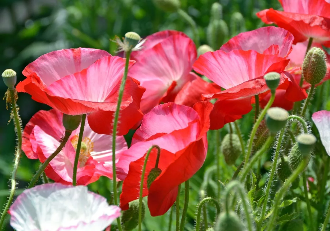 ). Маковый лепесток. Мак разборы. Мак разборы. Звуковой анализ слова мак.