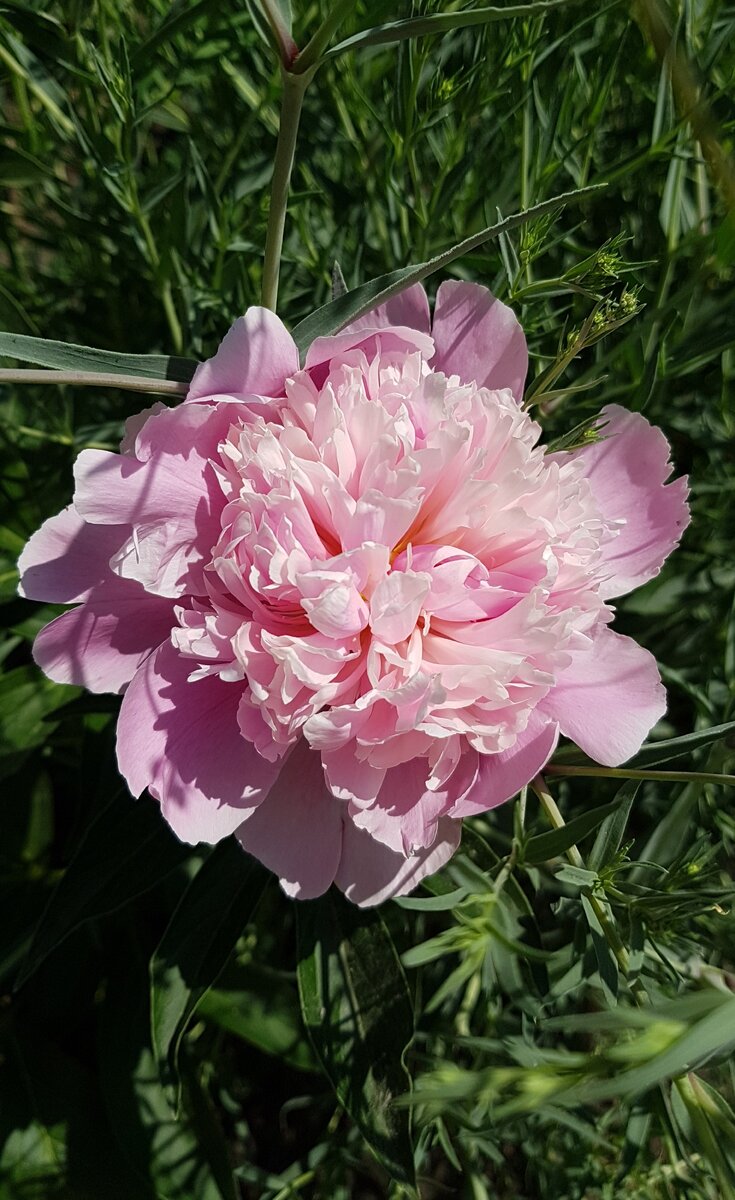 и еще одна попытка вырастить Ду Телл 2023 г.