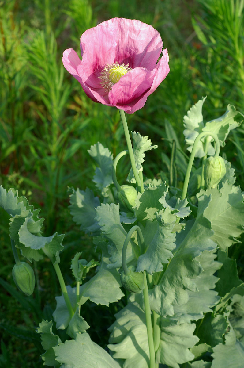 Мак разборы. Мак опийный (Papaver somniferum). Мак Papaver somniferum. Мак снотворный (растение вида Papaver somniferum l). Мак снотворный Papaver.